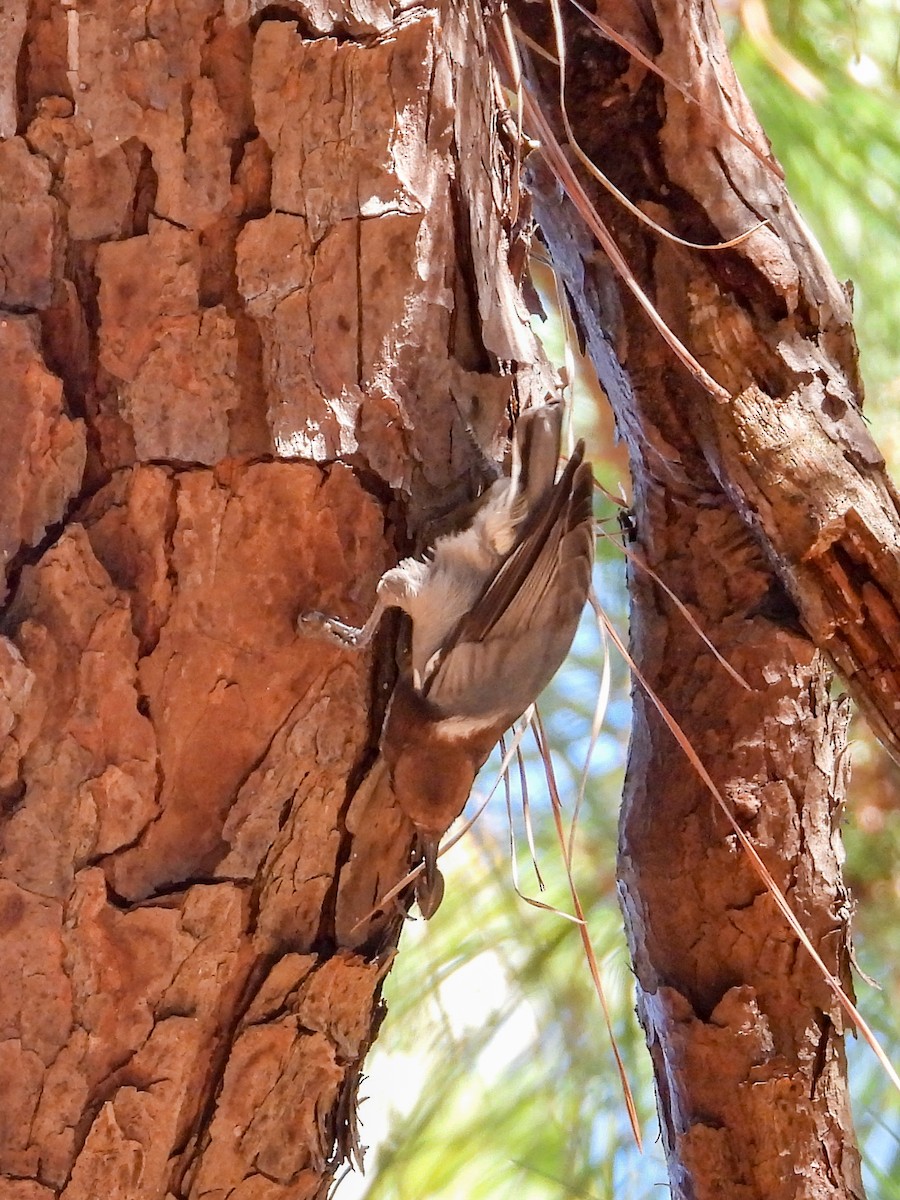 Brown-headed Nuthatch - ML643383609