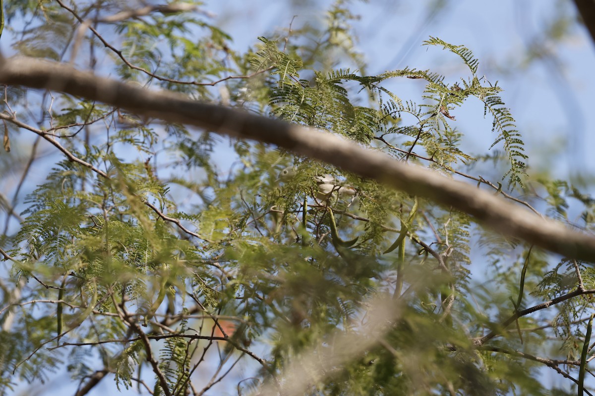 Nutting's Flycatcher (Nutting's) - ML643383641