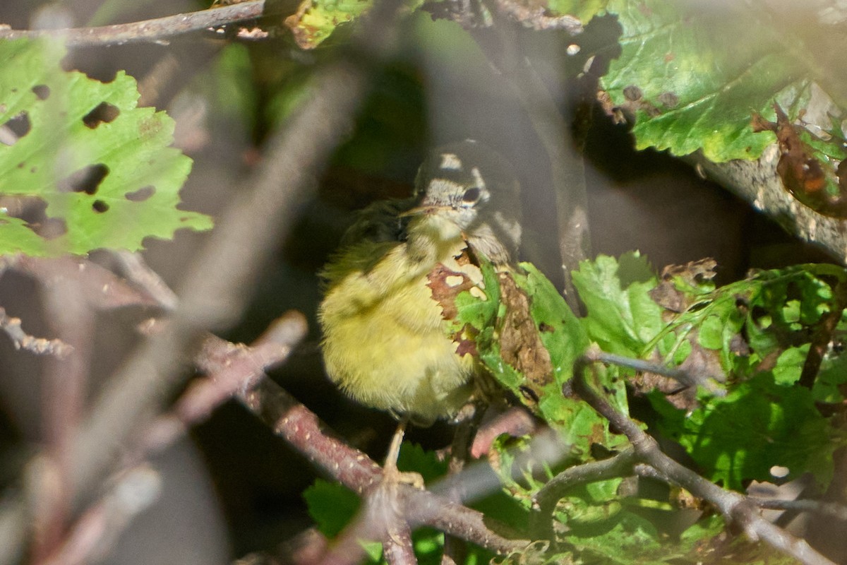 Orange-crowned Warbler - ML643383660