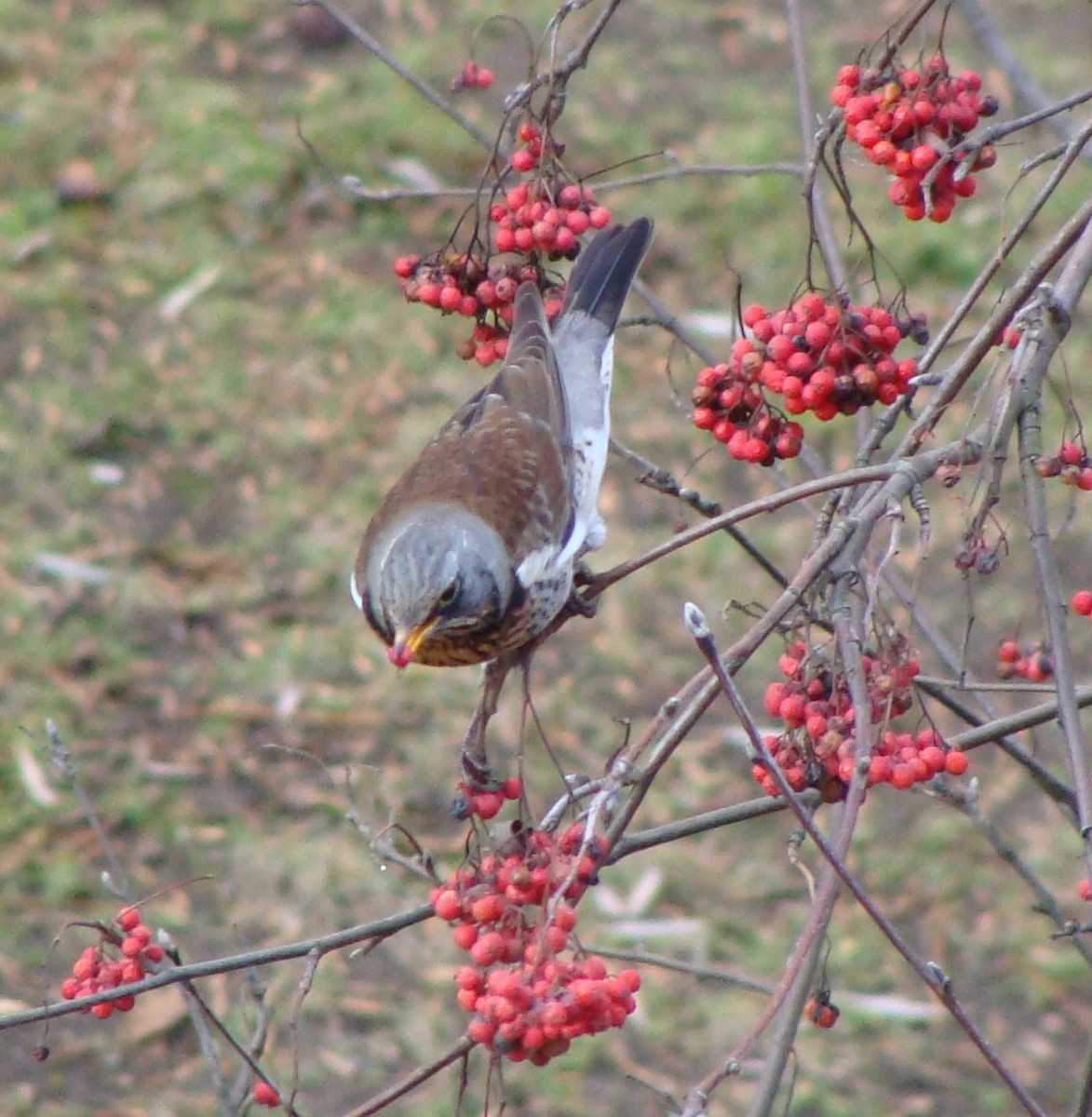 Fieldfare - ML643383682