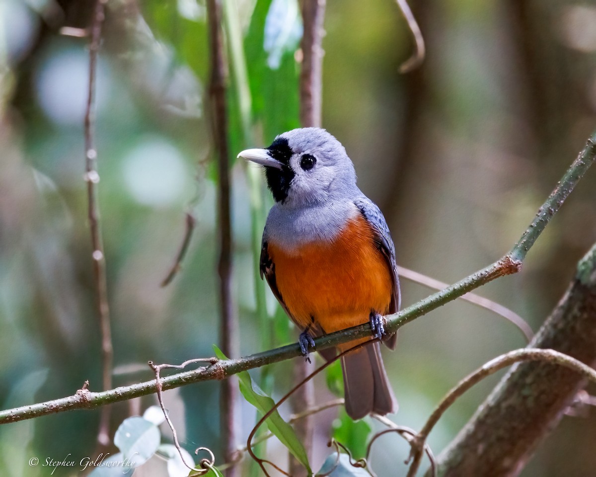 Black-faced Monarch - ML643383686