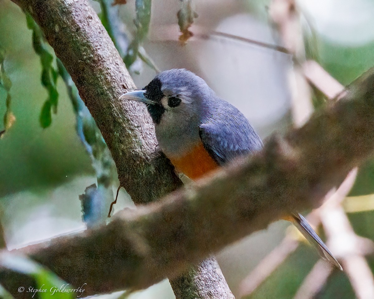 Black-faced Monarch - ML643383687