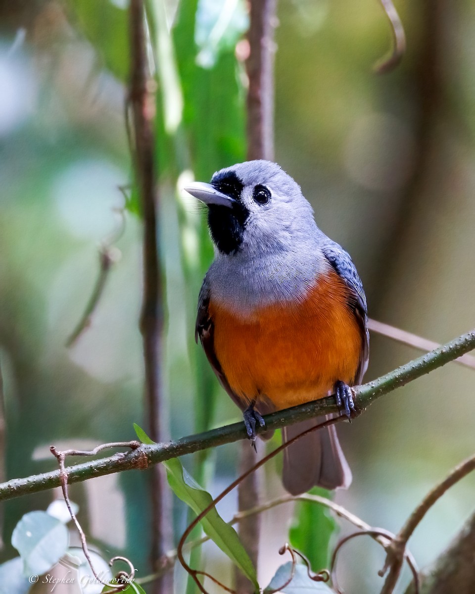 Black-faced Monarch - ML643383688