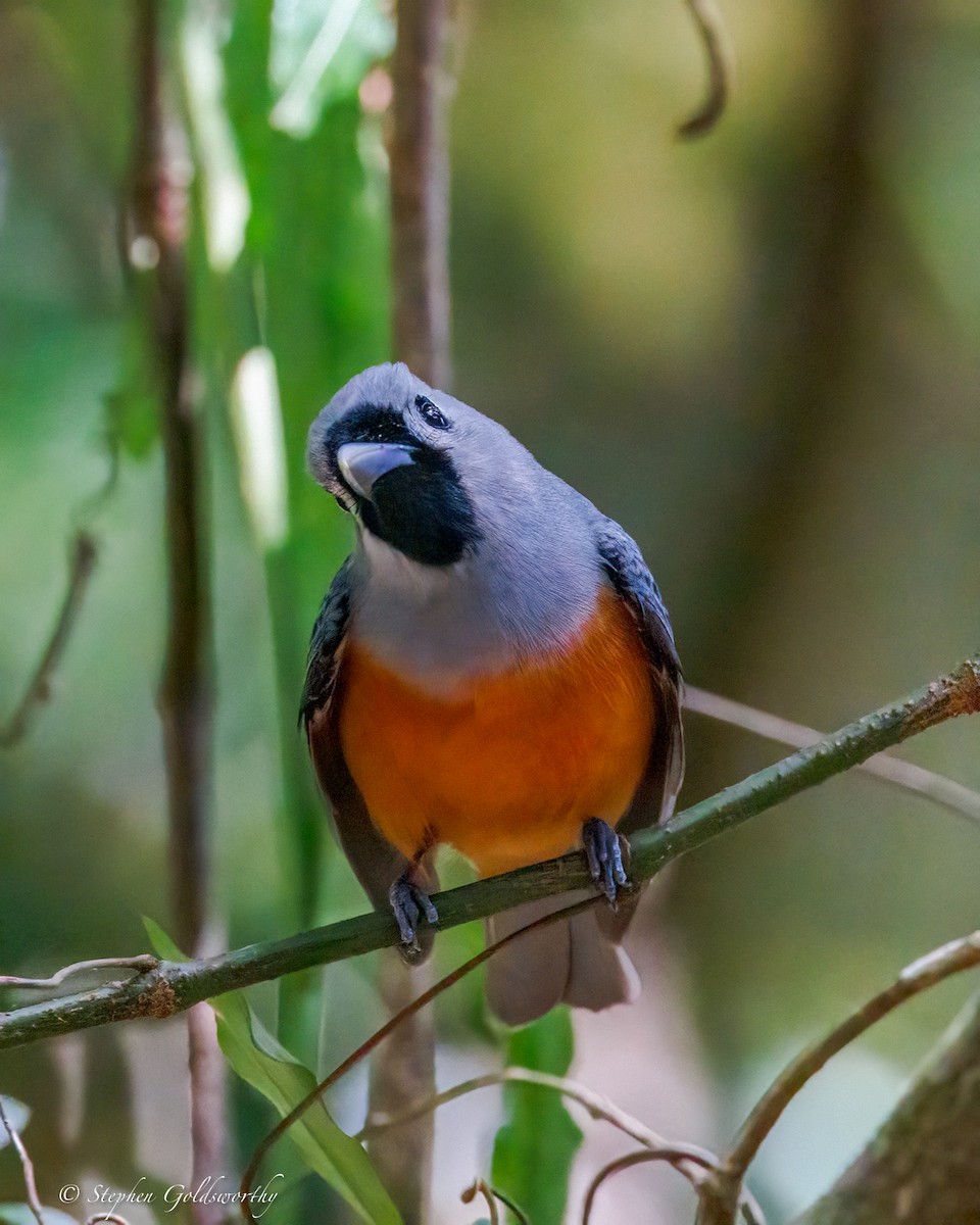 Black-faced Monarch - ML643383689