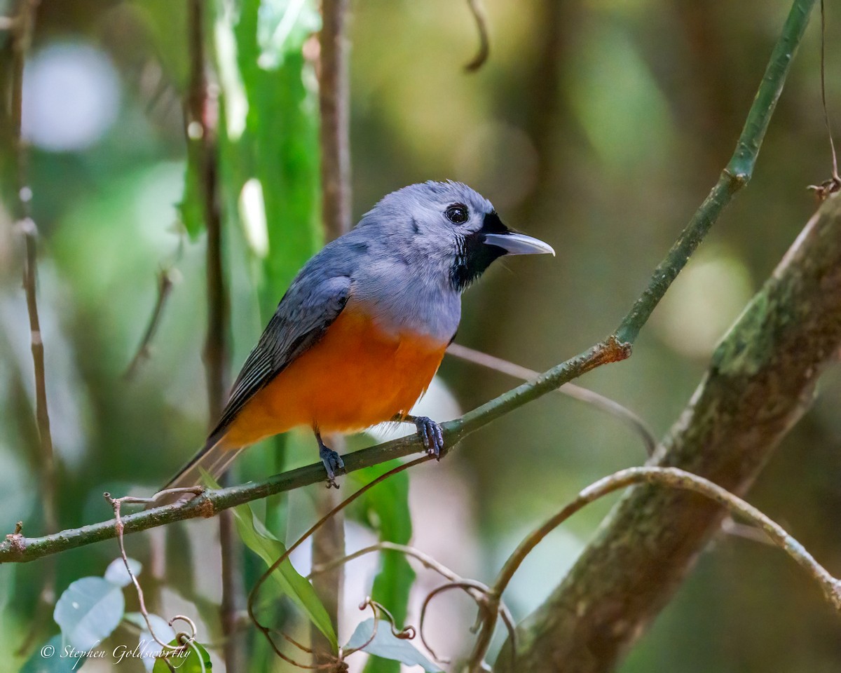Black-faced Monarch - ML643383690