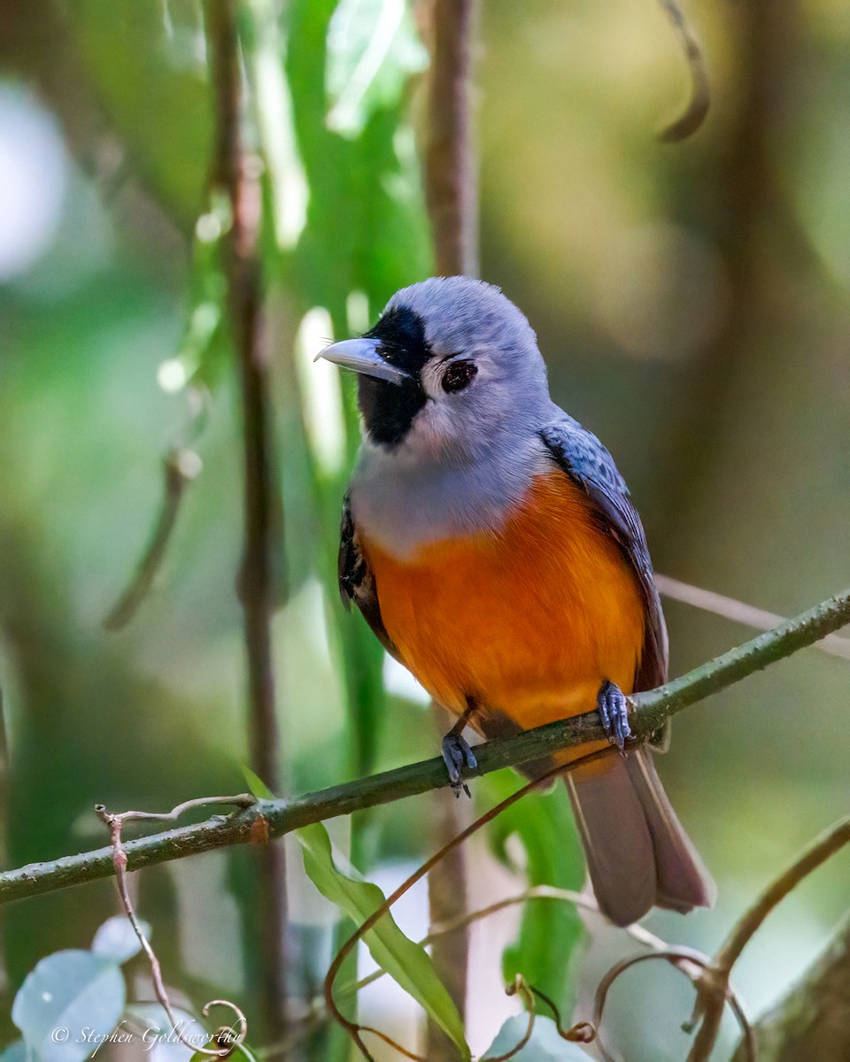 Black-faced Monarch - ML643383694