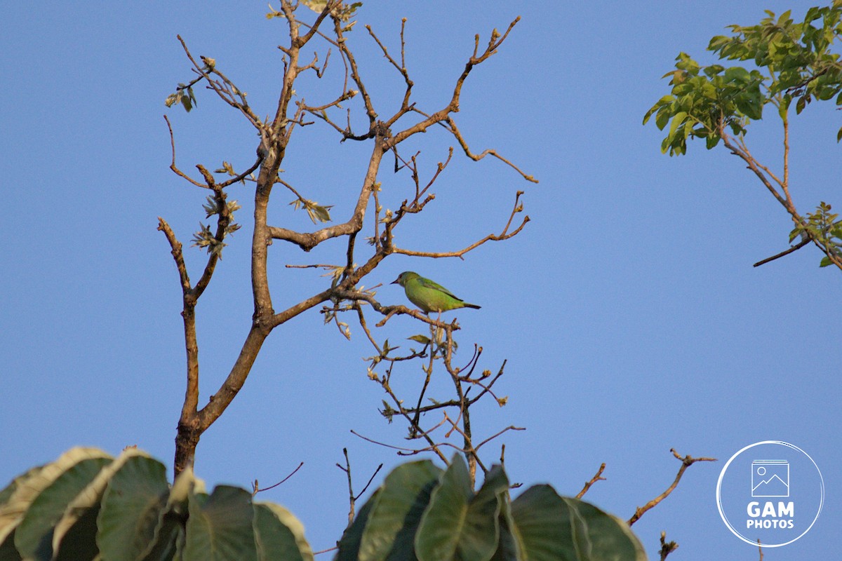 Blue Dacnis - ML643383703
