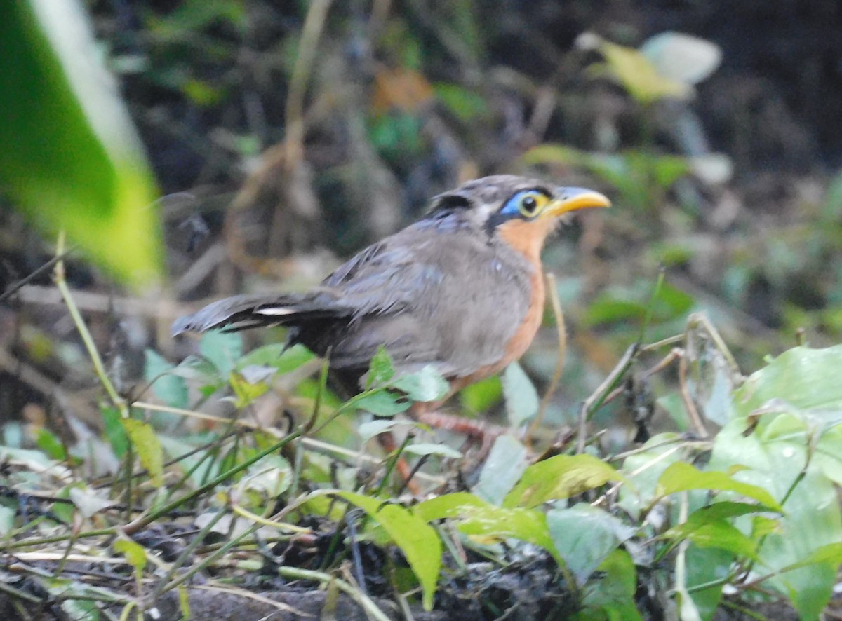 Lesser Ground-Cuckoo - ML643383706