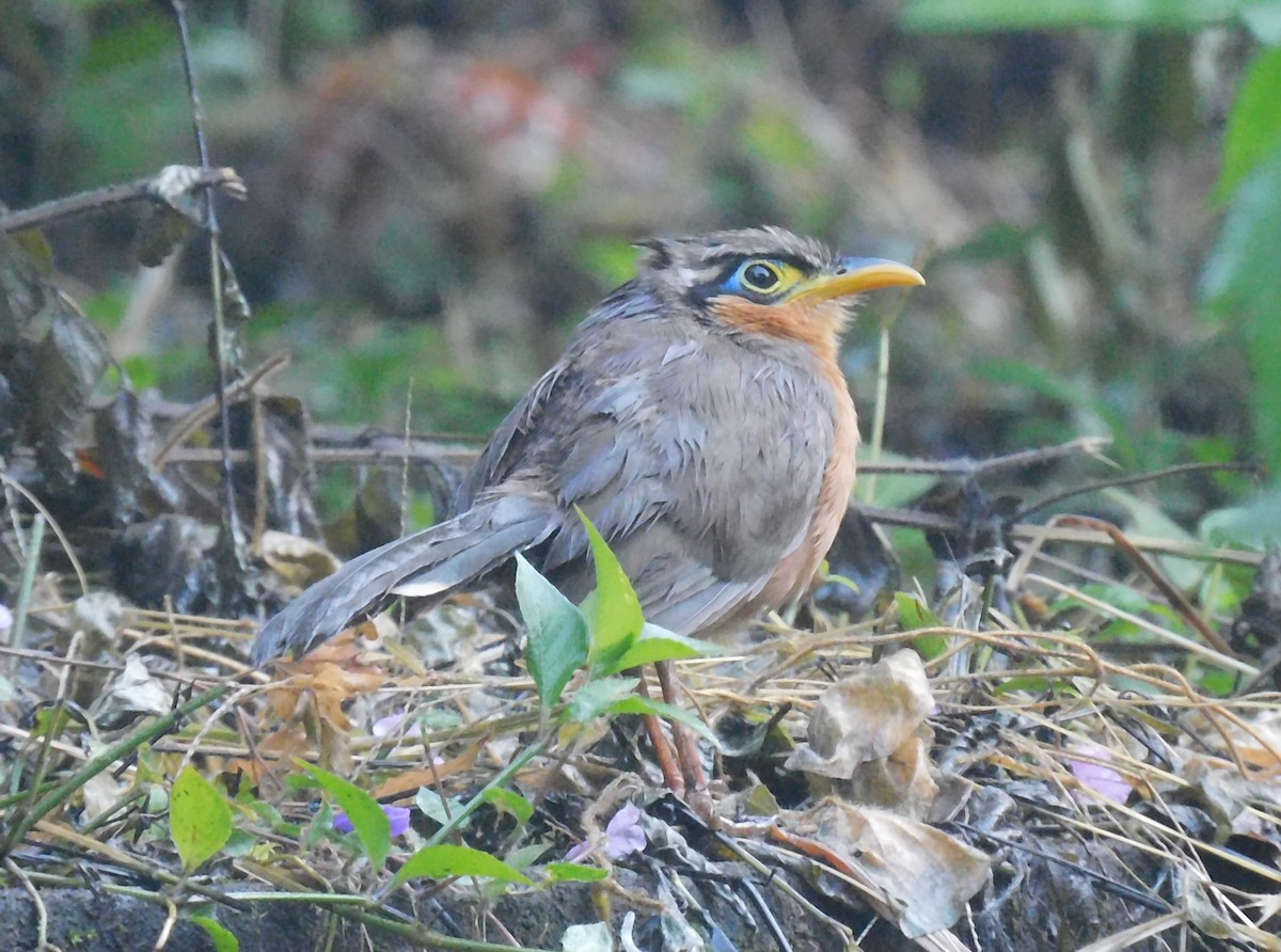 Lesser Ground-Cuckoo - ML643383708