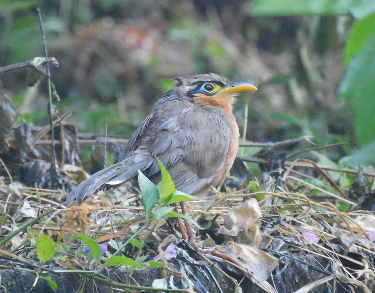 Lesser Ground-Cuckoo - ML643383709