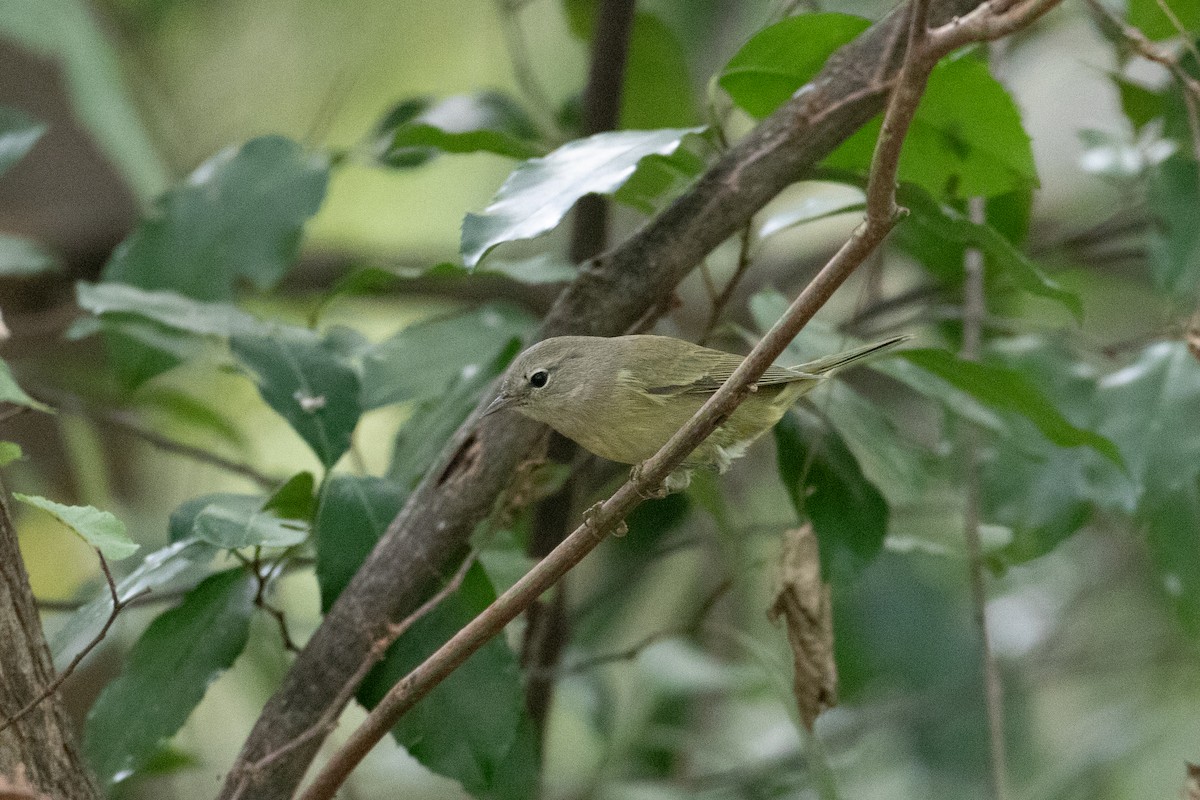 Orange-crowned Warbler - ML643383736