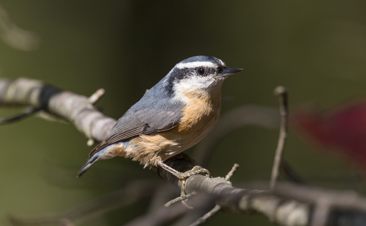 סיטה קנדית - ML643383744