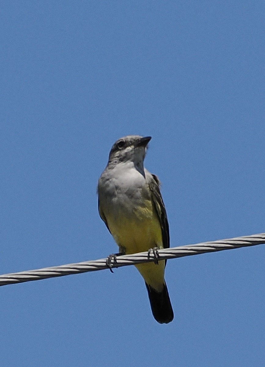 Western Kingbird - ML643383752