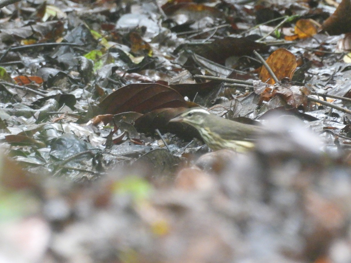 Louisiana Waterthrush - ML643383796