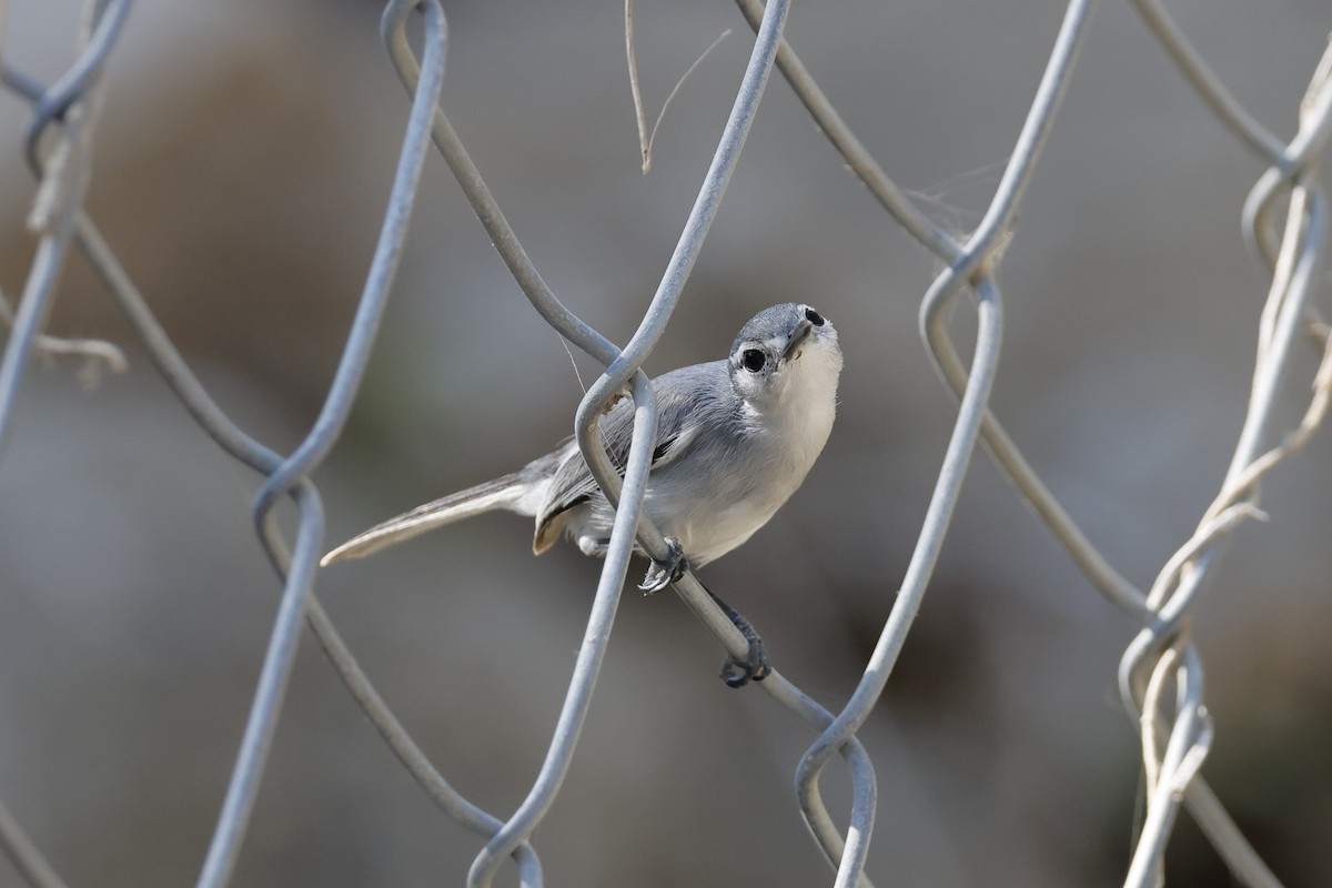 White-lored Gnatcatcher - ML643383810
