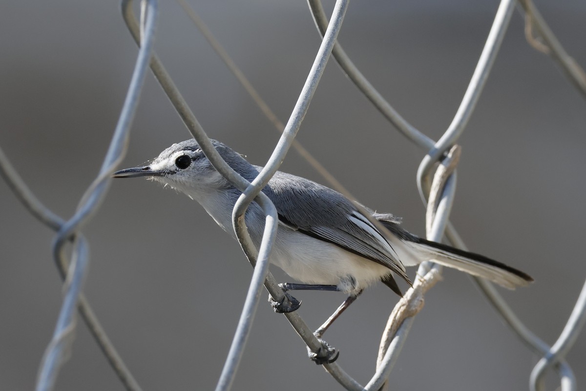 White-lored Gnatcatcher - ML643383811
