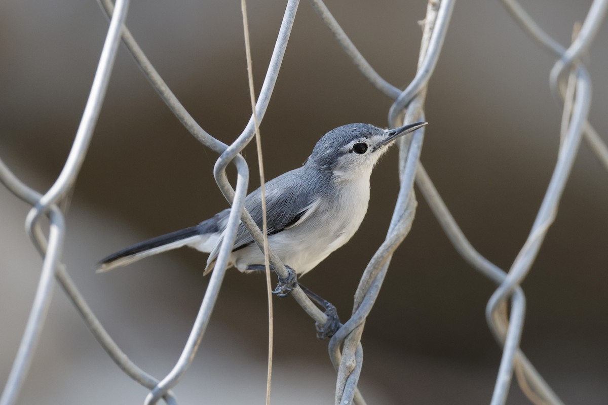 White-lored Gnatcatcher - ML643383812