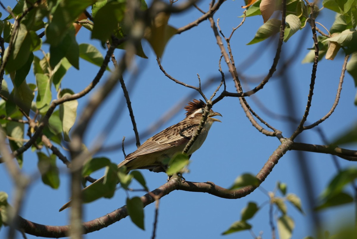 Striped Cuckoo - ML643383815