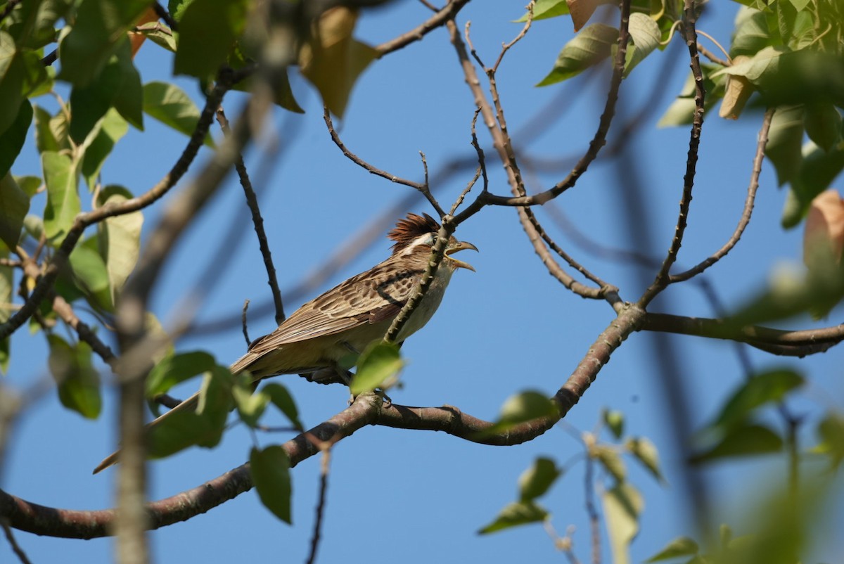 Striped Cuckoo - ML643383816