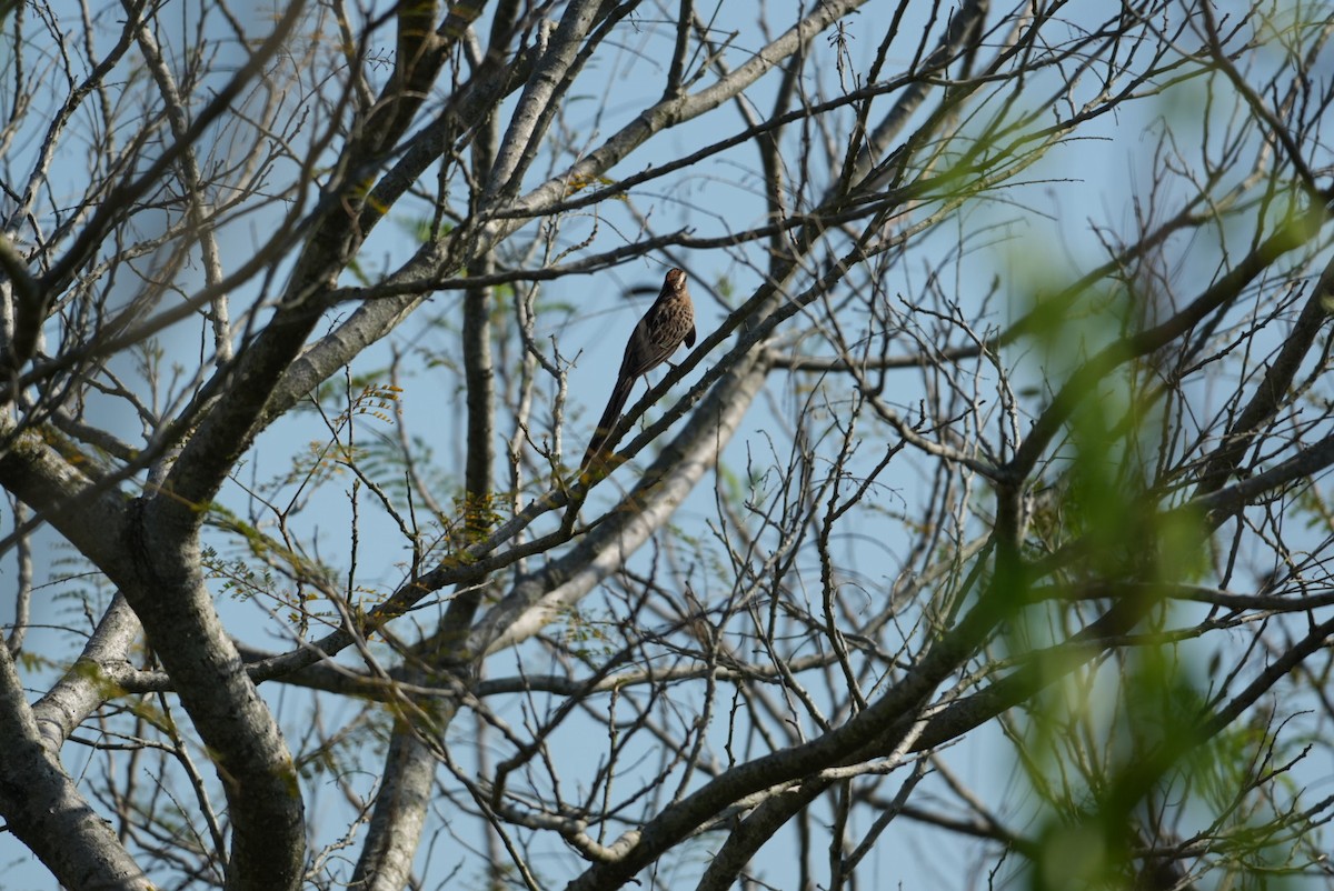 Striped Cuckoo - ML643383817