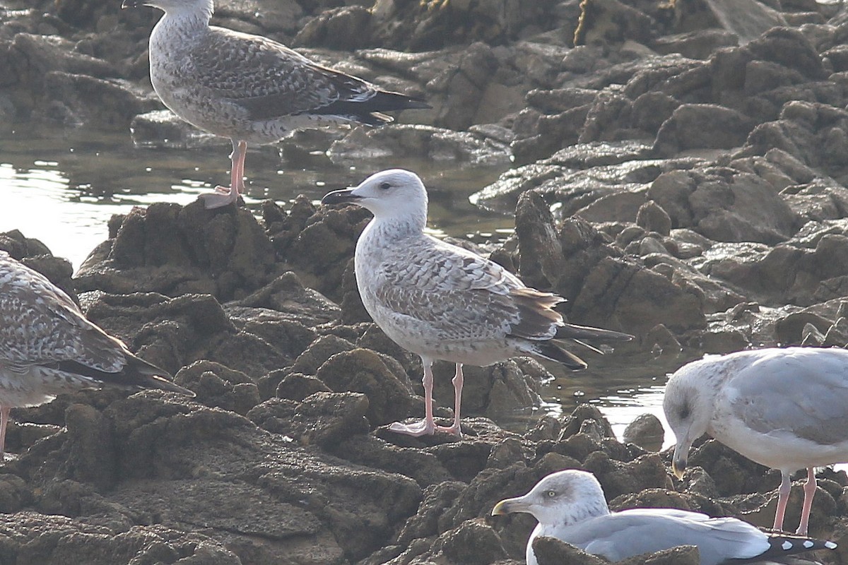 Caspian Gull - ML643383820