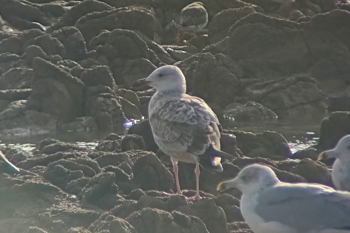 Caspian Gull - ML643383822