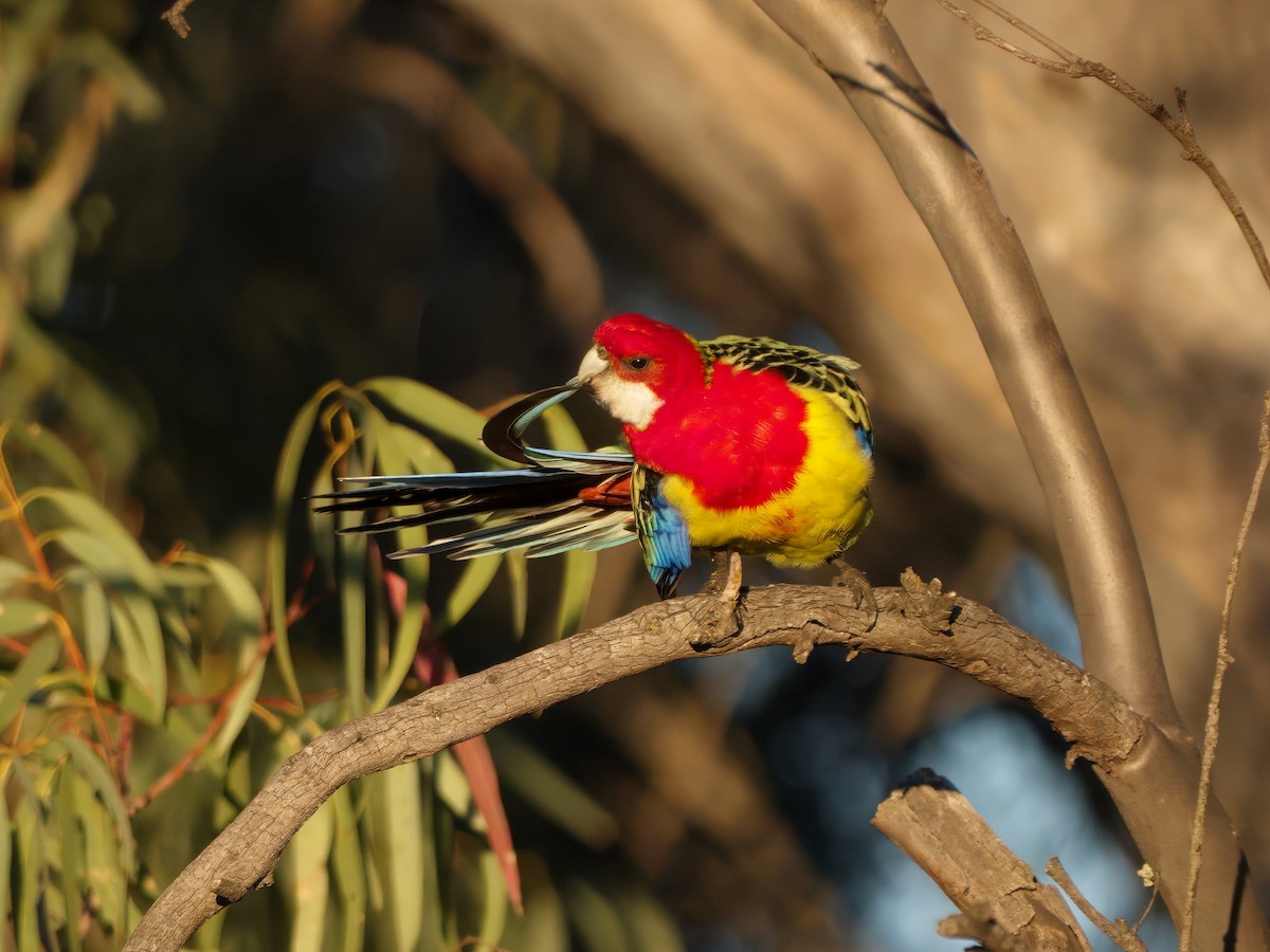 Eastern Rosella - ML643383827