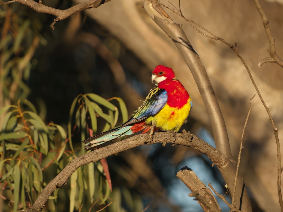 Eastern Rosella - ML643383828