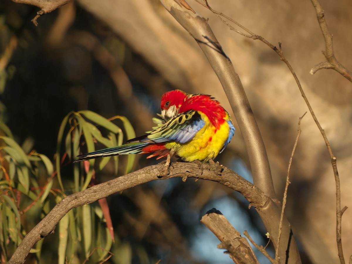 Eastern Rosella - ML643383829