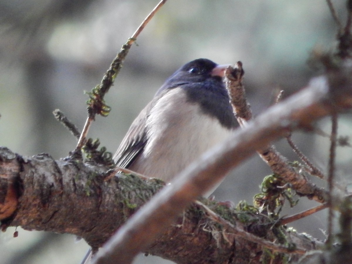 Dark-eyed Junco (Oregon) - ML643383830