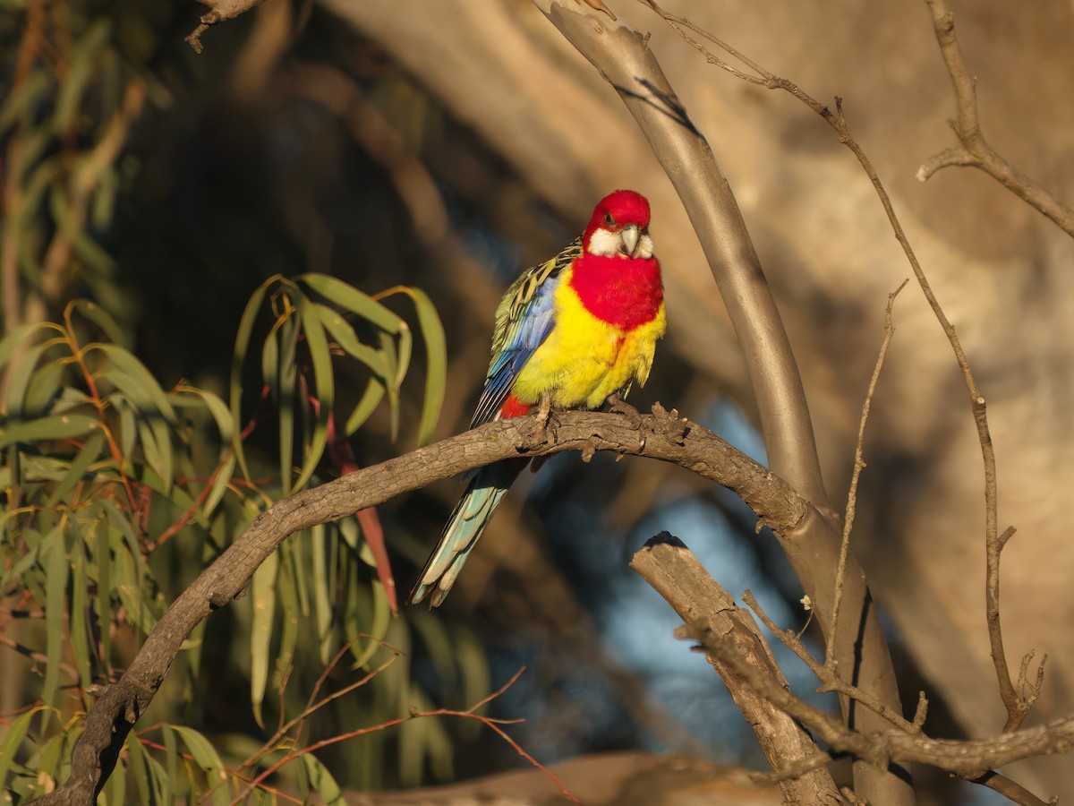 Eastern Rosella - ML643383831