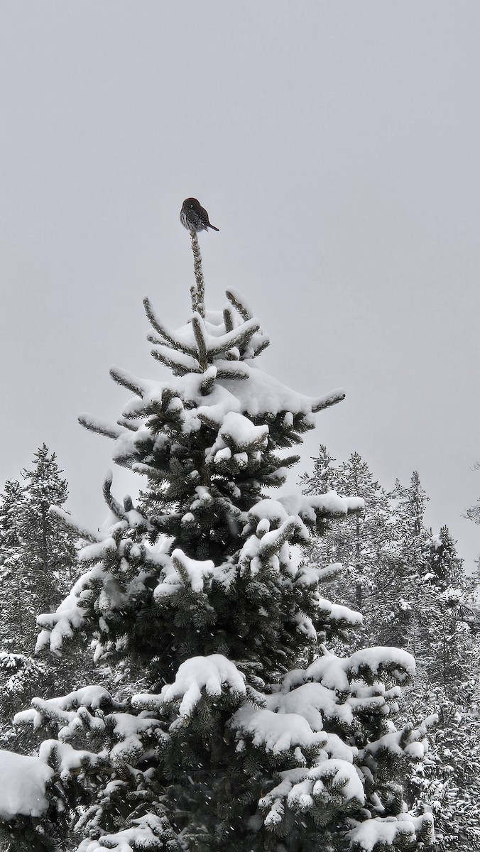 Northern Pygmy-Owl - ML643383835