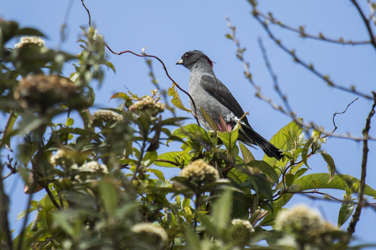Red-crested Cotinga - ML643383846