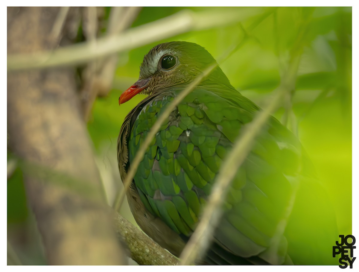 Asian Emerald Dove - ML643383863
