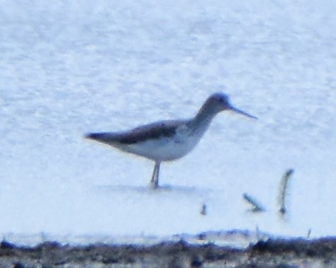 Common Greenshank - ML643383870