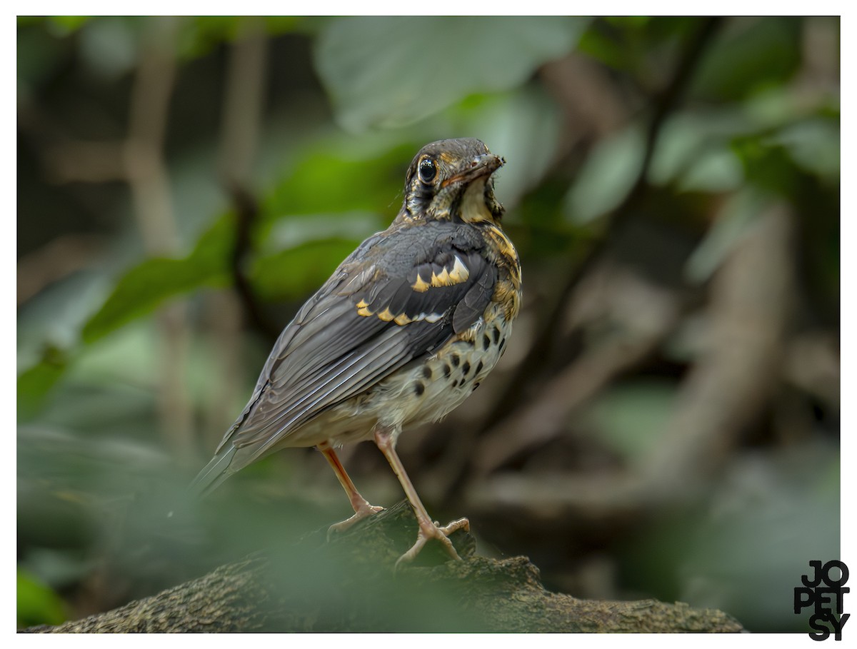 Ashy Thrush - ML643383873