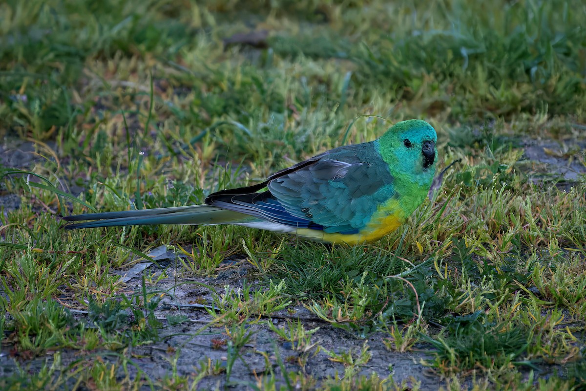 Red-rumped Parrot - ML643383894