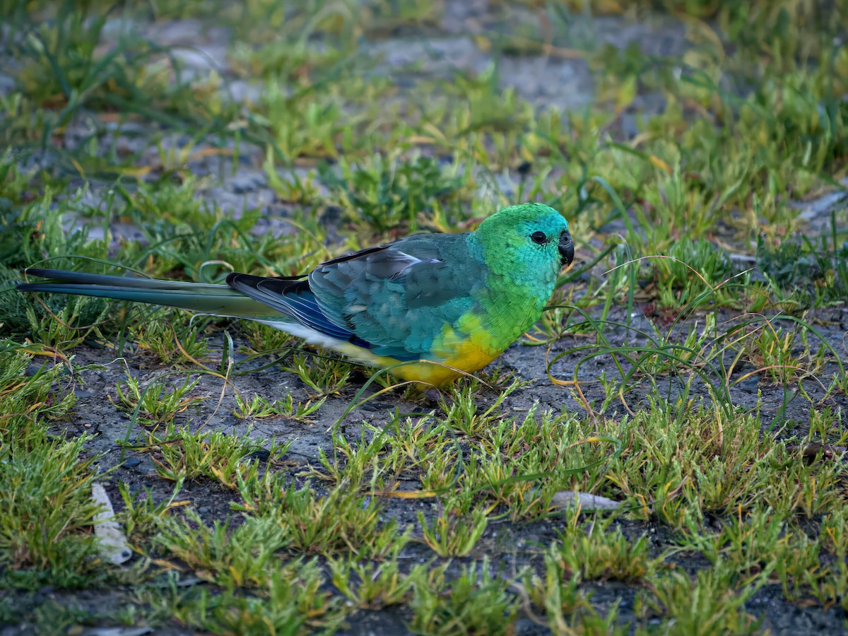 Red-rumped Parrot - ML643383895