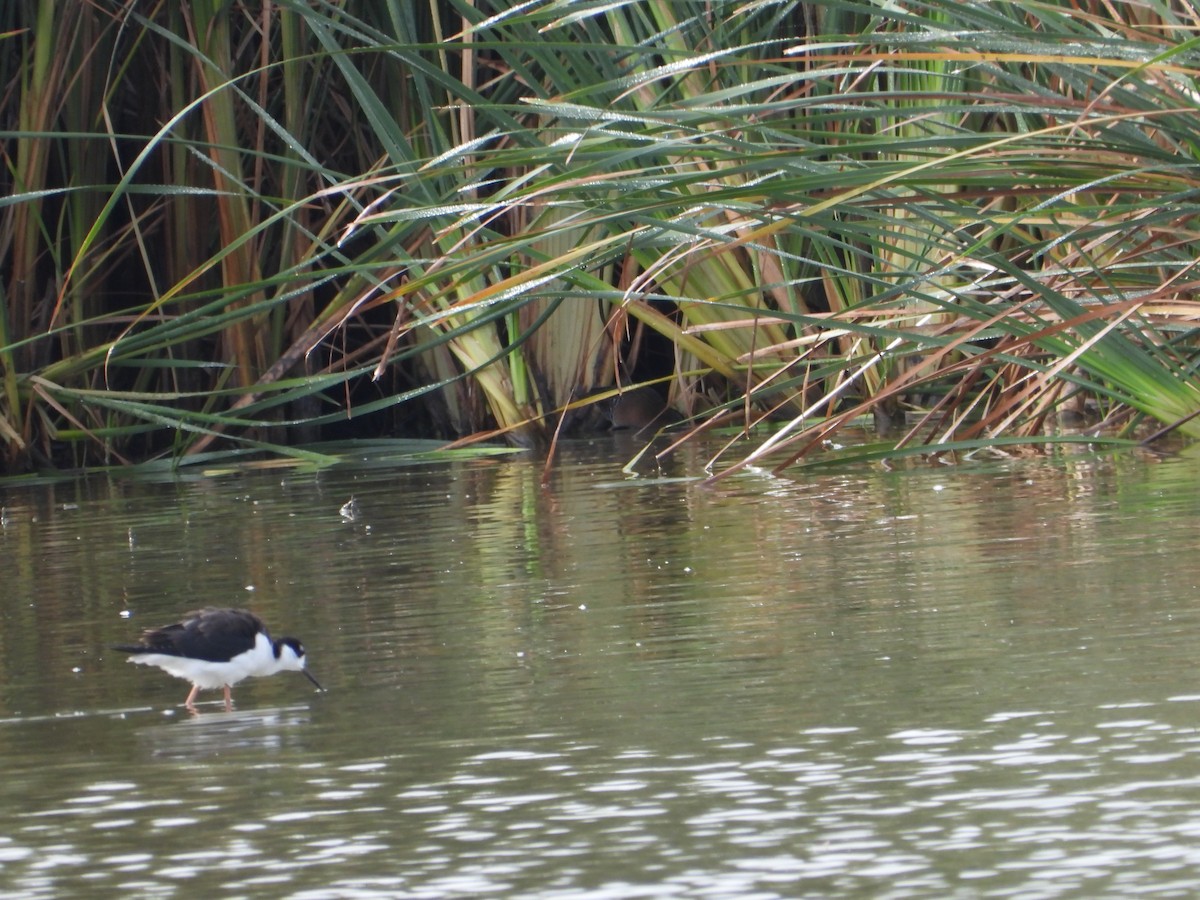 Virginia Rail - ML643383897