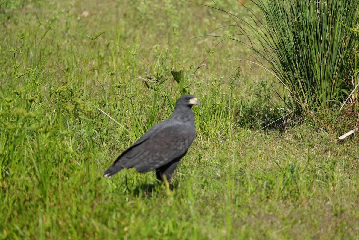 Great Black Hawk - ML643383920