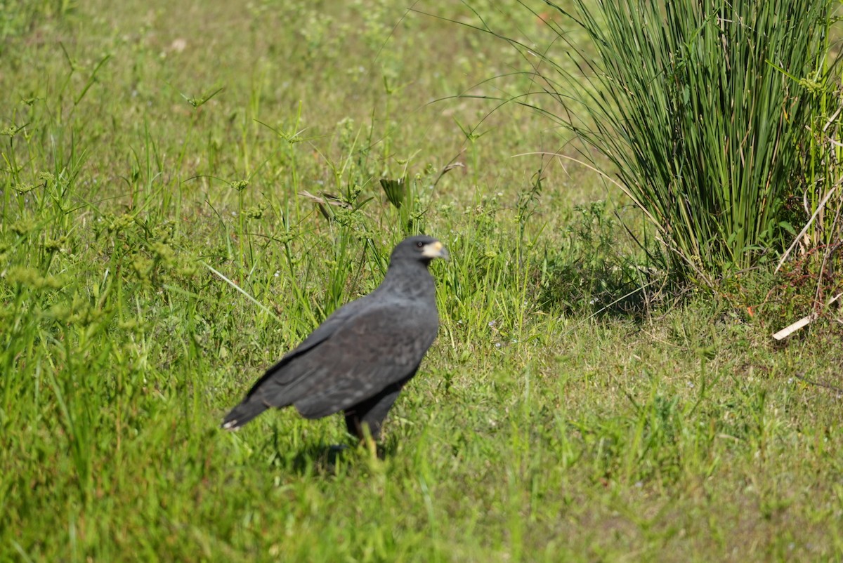 Great Black Hawk - ML643383921