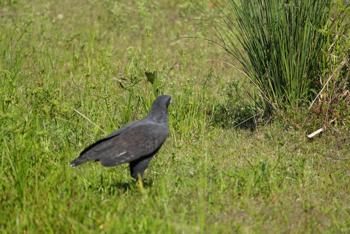 Great Black Hawk - ML643383922