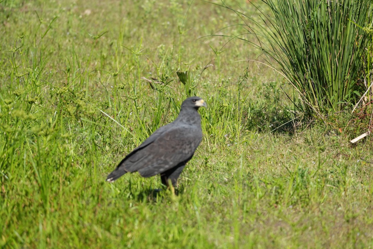 Great Black Hawk - ML643383923