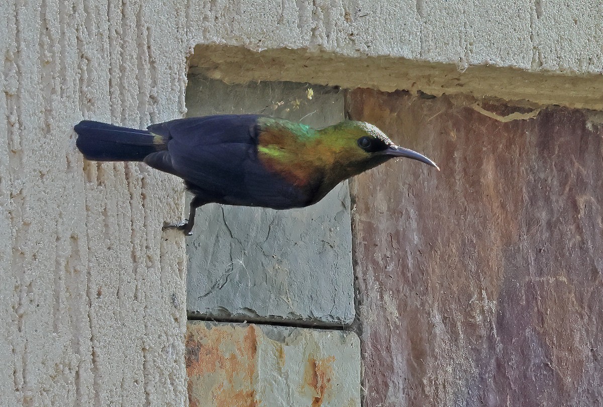 Copper Sunbird - ML643383927