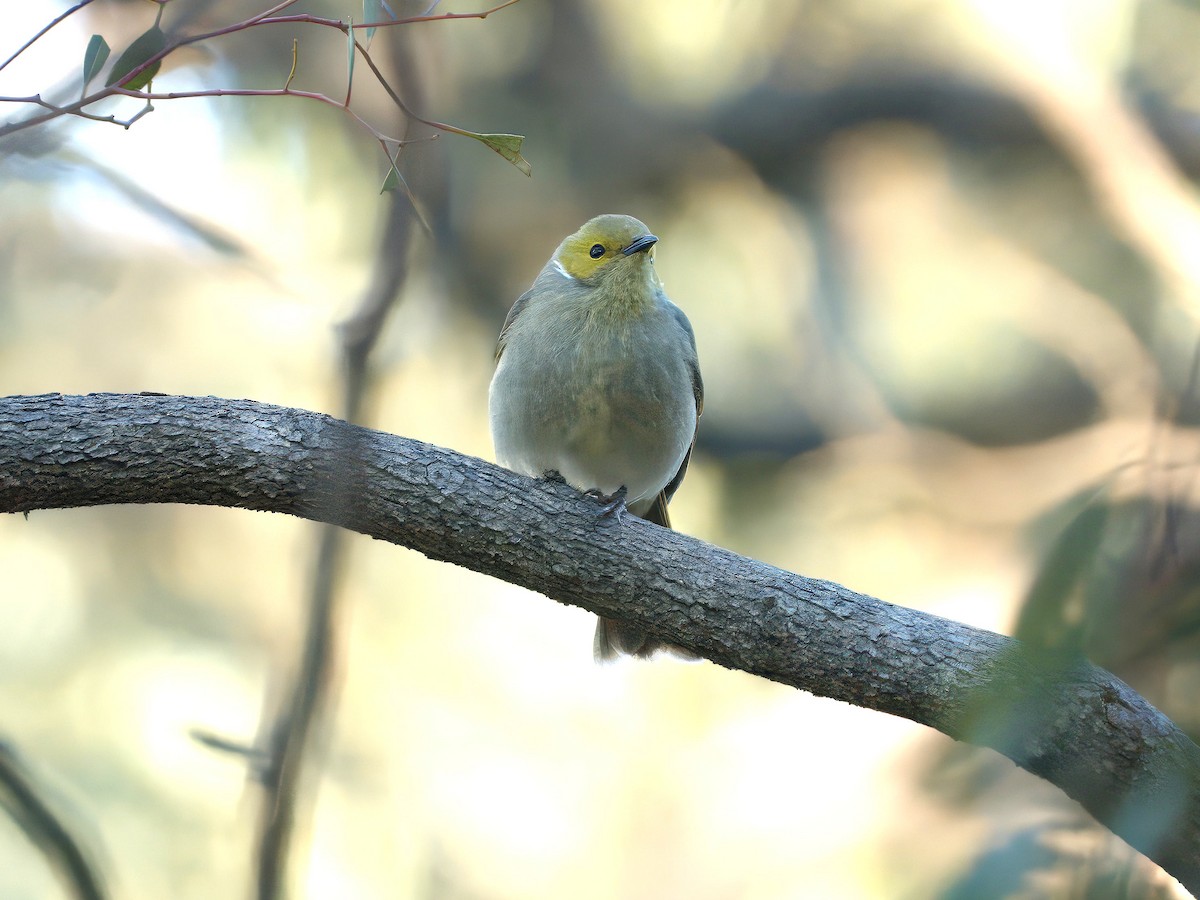 White-plumed Honeyeater - ML643383928
