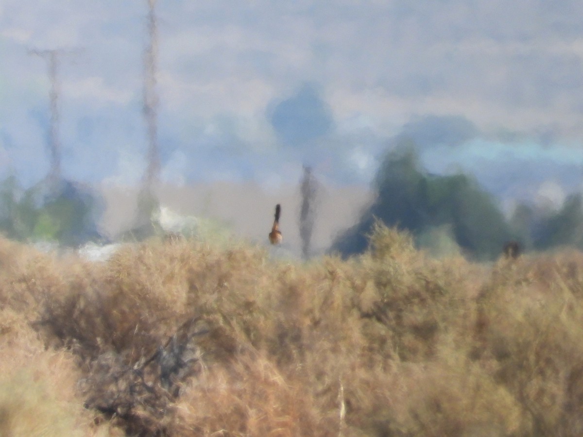 LeConte's Thrasher - ML643383934