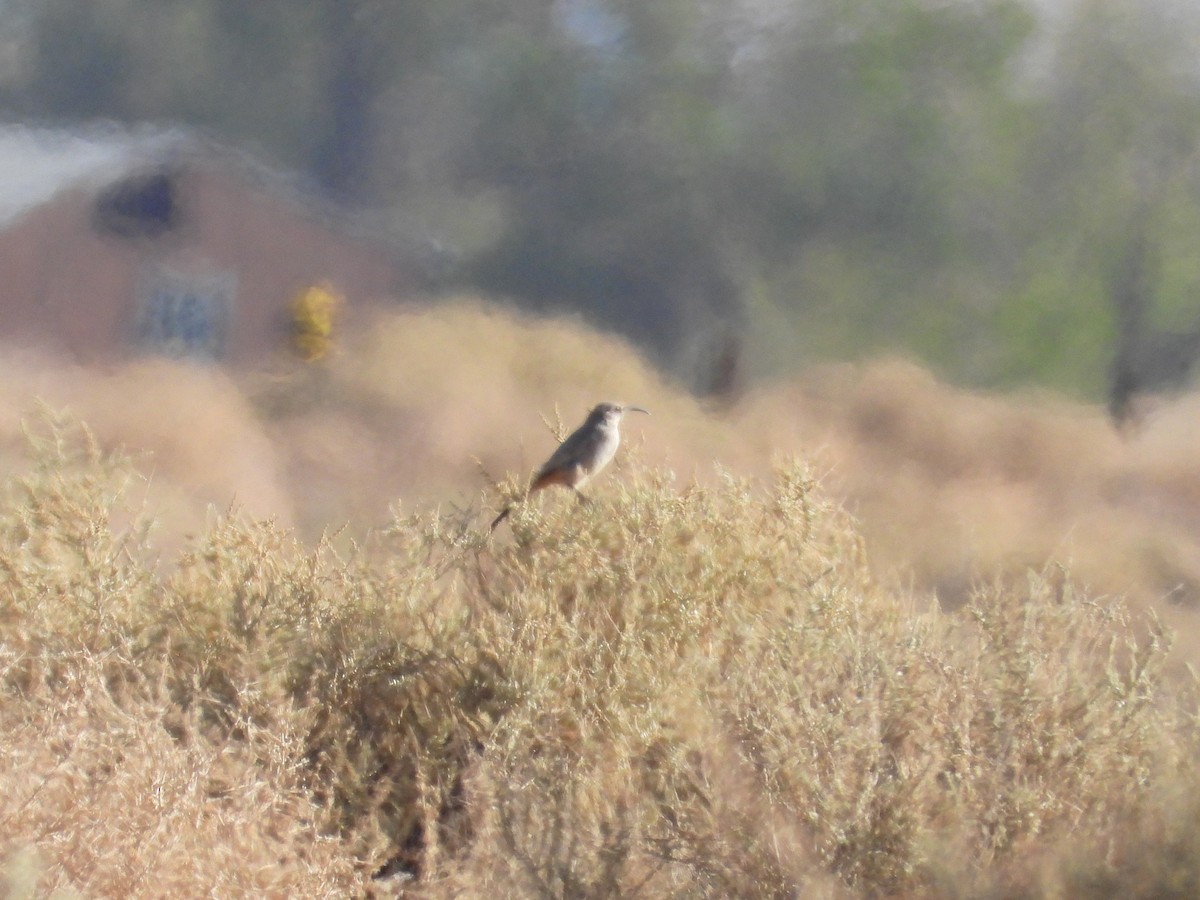LeConte's Thrasher - ML643383935