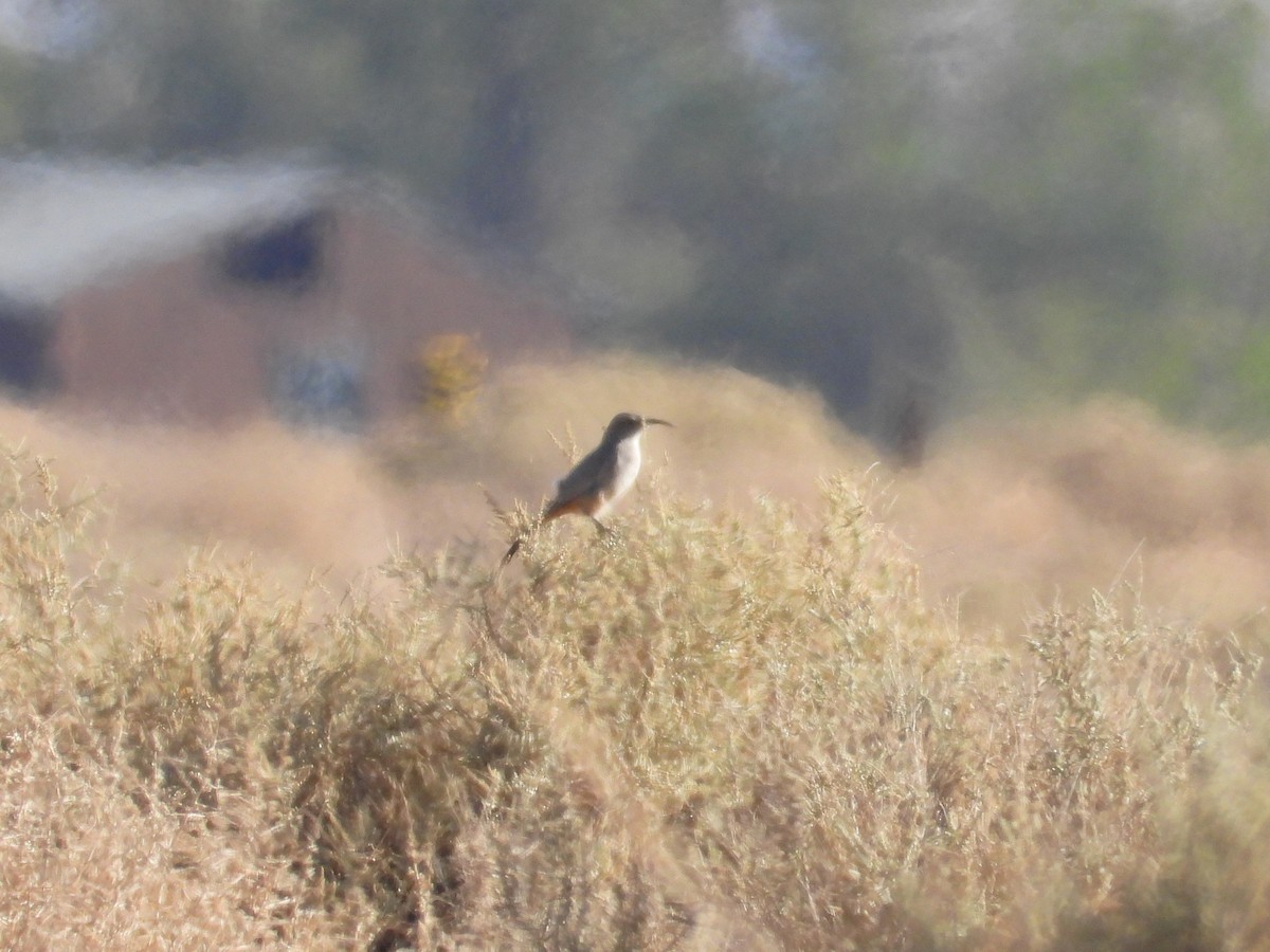 LeConte's Thrasher - ML643383937