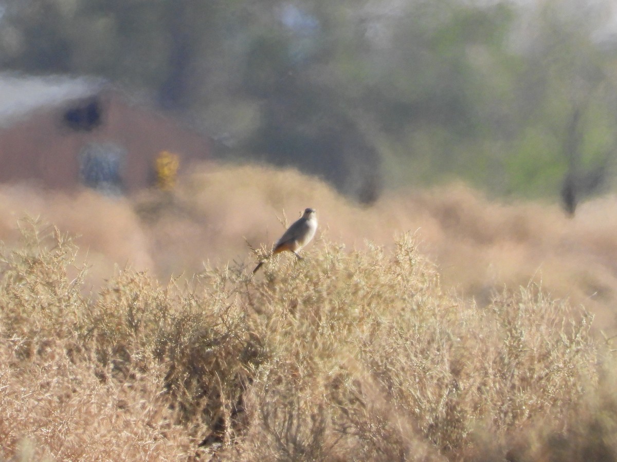 LeConte's Thrasher - ML643383938