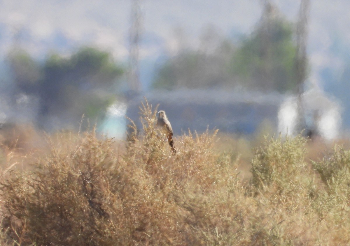 LeConte's Thrasher - ML643383940